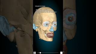 Orbicularis Oris anatomy skull motivation motivation [upl. by Baron]