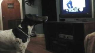 funny dog video Empire Carpet Dog HowlJagger [upl. by Nitnert]