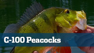 Miami Urban Peacock Bass  Florida Sport Fishing TV  Freshwater Canal Special [upl. by Schechter]