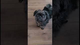 AFFENPINSCHER 101 UNDER 60 SECONDS [upl. by Eilah]