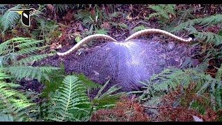 The Fanciest Bird in the World Superb Lyrebird [upl. by Siuoleoj]