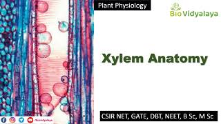 Xylem Anatomy  Tracheids Vessels Parenchyma and Fibers  CSIR NET  GATE  DBT NEET [upl. by Einahc]