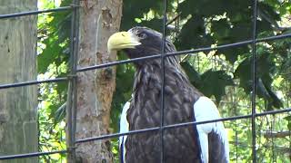 Stellers Sea Eagle At The Rosamond Gifford Zoo [upl. by Blondell]