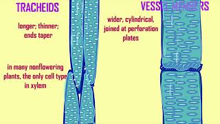 tracheids [upl. by Bainbrudge]
