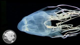 BOX Jellyfish  The Most Dangerous Sea Creature [upl. by Hosfmann463]