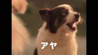 ソフトバンクCM 2009 04 白戸家「犬の集会」篇 15秒Ver [upl. by Matthiew641]