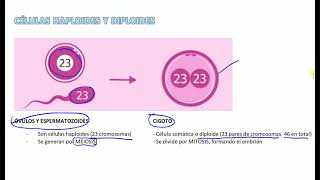 Células haploides y diploides [upl. by Vitus]