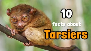 Facts about Tarsiers [upl. by Ambie]