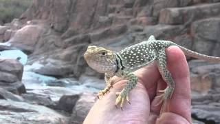 Lizards of AZ Eastern Collard Lizard Crotaphytus collaris [upl. by Hadlee8]