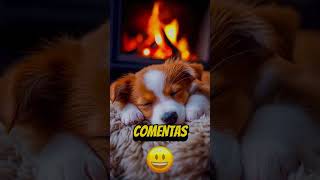 ESCOGE TU MASCOTA 😱 mascotas shortsviral youtubeshorts [upl. by Nessie738]