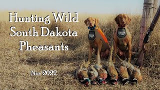 South Dakota Wild Pheasant Hunting At Its Finest [upl. by Nuhsal]