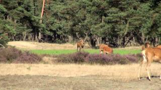 Nationaal park De Hoge Veluwe [upl. by Otrevlig]