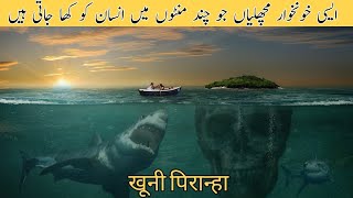 Piranha Fish  Piranha Documentary  Deadliest Fish  पिरान्हा वृत्तचित्र [upl. by Annahsohs]