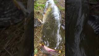 Hey big one peche music rap hiphop peche fishing silure carpfishing bigcatfish [upl. by Darline]