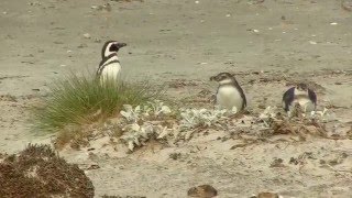 Cute Magellanic penguin chicks one of them falls over [upl. by Eelimaj]