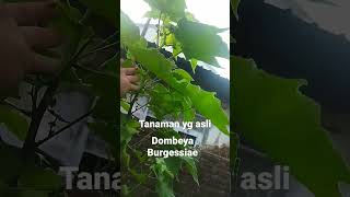 Dombeya Burgessiae yg asli [upl. by Jacie]