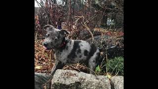 5 Month Old Catahoula Leopard Dog Climbing a Tree [upl. by Atik]