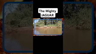 Jaguar vs Crocodile wildlife wildlifefight animals leapard jaguar [upl. by Jeuz]