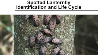 Spotted Lanternfly  Identification and Life Cycle [upl. by Ahsiuqel]