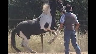 Horse Training  Cure Aggressive Horse Behavior with Mike Hughes Auburn California [upl. by Walt3]