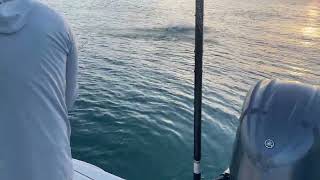 SALISH 10wt Tarpon [upl. by Alfie]