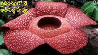 Biggest flower in the world Rafflesia arnolddii Telugurafflesia flower video rafflesia blooming [upl. by Edgerton]