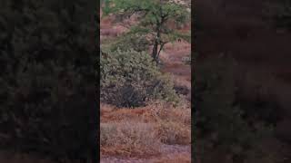 Javelinas on the loose in Arizona [upl. by Marie-Ann]