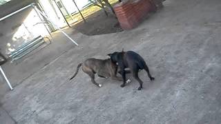 dog fight pitbulls blood everywhere [upl. by Duwad]