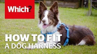 How to fit a dog harness [upl. by Edahc]