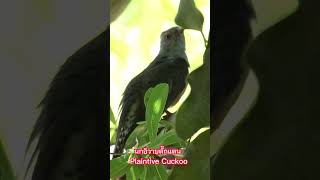 นกอีวาบตั๊กแตน Plaintive Cuckoo 312024 PlaintiveCuckoo นกอีวาบตั๊กแตน [upl. by Acinad]