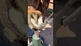 Trimming horse hoof asmr asmr farrier oddlysatisfying equestrian [upl. by Aiasi137]