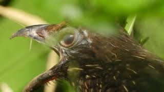 Coucal Pheasants Outstanding Nature DJ Different Calls of Coucal Bird [upl. by Asyle240]