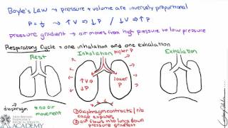 Pulmonary and Alveolar Ventilation [upl. by Anerok]