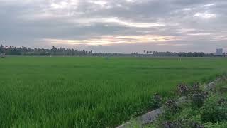 4K Ricefield Footage 001  Free Footage Stock  Free HD Videos  No Copyright [upl. by Ethyl]