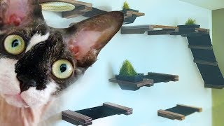 I Turned My Living Room Into A 600 Indoor Custom Cat House  Hannah Hart [upl. by Lourie]