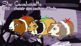 StarCacahouette 52 choisir son cochon dInde [upl. by Ahsetra]