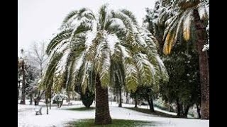 Did the Phoenix canariensis Palm tree survive another Winter Stay tuned [upl. by Sid]