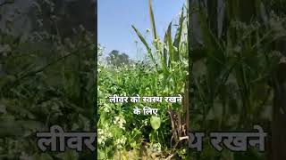 लीवर को स्वस्थ कैसे रखे। [upl. by Ellinehc]