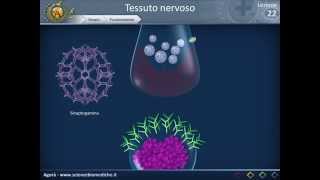 Istologia 22  Nervoso parte 2 [upl. by Maurits]