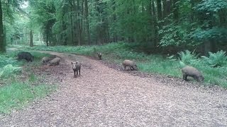 Wild Boar in the Forest of Dean [upl. by Jasper]