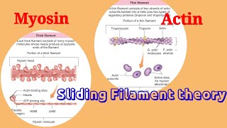 Sarcomere Proteins Actin amp Myosin Sliding Filament theory SCERT NEET with Animation [upl. by Rufe992]