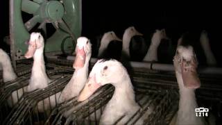 Le modèle alimentaire français  lélevage des canards pour le foie gras [upl. by Mendel]