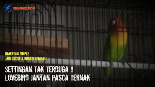 Settingan Lovebird Jantan Pasca Ternak  Kembali Gacor  Durasi Molorrr [upl. by Kordula929]