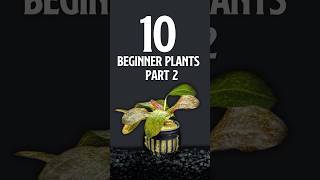 10 Beginner Aquatics Plants PT 2  Planted Tank [upl. by Miof Mela]