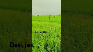 Desi jamidar 🌾🌾 [upl. by Aibara895]