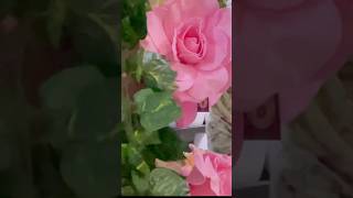 പൂക്കാലം വന്നു പൂക്കാലം 💐shorts trending viral flowers [upl. by Elayor985]