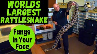 Largest Rattlesnake Feeding Strikes Ever Recorded [upl. by Hulburt60]