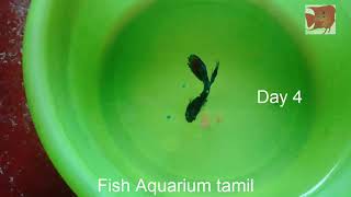 Betta Fish Not Eating problem solved in Tamil  Fish Aquarium Tamil [upl. by Dronel]