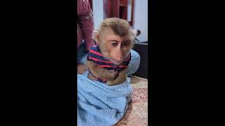 Cute Baby Monkey Bryan and Icy🥰🙉❤️monkey babymonkey cutemonkey [upl. by Sanferd]