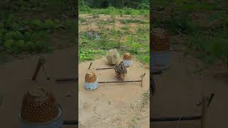 2 in 1 Effective Trap Video ytshorts animaltrap birdtrap [upl. by Annaya]